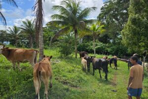 cacau plantation itacare