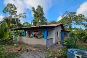 cacau plantation taboquinhas itacare